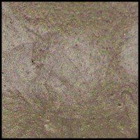 Sand Dollar, 30ml Jar, Primary Elements Arte-Pigment