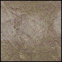 Sand Dollar, 15 ml Jar Primary Elements Arte-Pigment