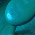 Mystic Blue, 30ml Jar, Primary Elements Arte-Pigment